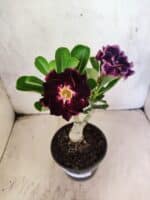 ENXERTO 12595 – 20cm (cor LM 916) - Imagem 3