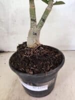 ENXERTO 12595 – 20cm (cor LM 916) - Imagem 6