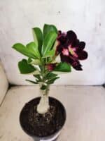 ENXERTO 12595 – 20cm (cor LM 916) - Imagem 4