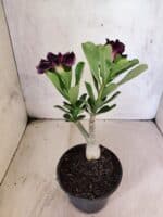 ENXERTO 12595 – 20cm (cor LM 916) - Imagem 5