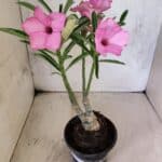 ENXERTO 12596 – 25cm (cor LM 512)