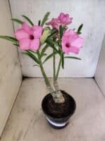 ENXERTO 12596 – 25cm (cor LM 512)