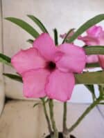 ENXERTO 12596 – 25cm (cor LM 512) - Imagem 3