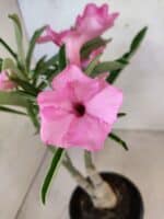 ENXERTO 12596 – 25cm (cor LM 512) - Imagem 4