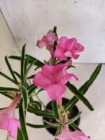 ENXERTO 12596 – 25cm (cor LM 512) - Imagem 5