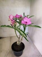 ENXERTO 12596 – 25cm (cor LM 512) - Imagem 7