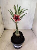 ENXERTO 12597 – 20cm (cor LM 424) - Imagem 2