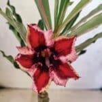 ENXERTO 12597 – 20cm (cor LM 424)