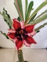 ENXERTO 12597 – 20cm (cor LM 424)