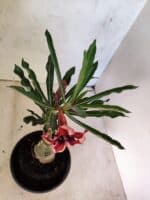 ENXERTO 12597 – 20cm (cor LM 424) - Imagem 6