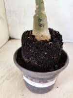 ENXERTO 12597 – 20cm (cor LM 424) - Imagem 5