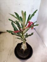 ENXERTO 12597 – 20cm (cor LM 424) - Imagem 4