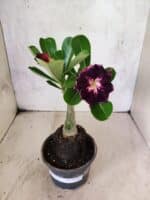 ENXERTO 12598 – 20cm (cor LM 916) - Imagem 2