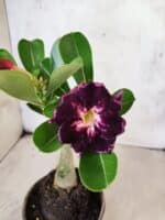 ENXERTO 12598 – 20cm (cor LM 916)