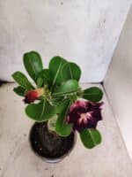 ENXERTO 12598 – 20cm (cor LM 916) - Imagem 4