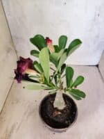 ENXERTO 12598 – 20cm (cor LM 916) - Imagem 5