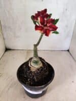 ENXERTO 12599 – 20cm (cor LM 1005) - Imagem 2