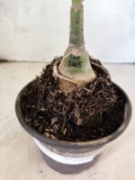 ENXERTO 12599 – 20cm (cor LM 1005) - Imagem 6