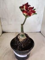 ENXERTO 12599 – 20cm (cor LM 1005) - Imagem 5