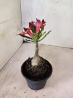 ENXERTO 12599 – 20cm (cor LM 1005) - Imagem 4