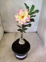 ENXERTO 12600 – 22cm (cor LM 979) - Imagem 2