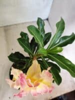 ENXERTO 12600 – 22cm (cor LM 979) - Imagem 4