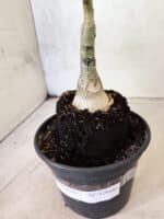 ENXERTO 12600 – 22cm (cor LM 979) - Imagem 6