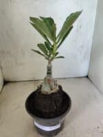 ENXERTO 12602 – 20cm (cor LM 1024) - Imagem 2