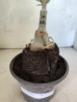 ENXERTO 12602 – 20cm (cor LM 1024) - Imagem 3