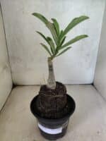 ENXERTO 12603 – 20cm (cor LM 1017) - Imagem 2