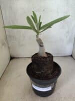 ENXERTO 12604 – 20cm (cor LM 961) - Imagem 2