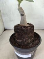 ENXERTO 12604 – 20cm (cor LM 961) - Imagem 3