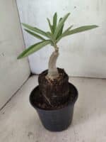 ENXERTO 12604 – 20cm (cor LM 961) - Imagem 4