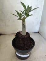 ENXERTO 12605 – 20cm (cor LM 957) - Imagem 2