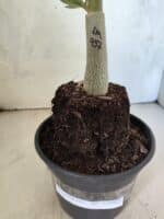 ENXERTO 12605 – 20cm (cor LM 957) - Imagem 3