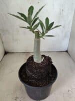 ENXERTO 12605 – 20cm (cor LM 957) - Imagem 4