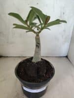 ENXERTO 12606 – 20cm (cor LM 891) - Imagem 2