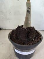 ENXERTO 12606 – 20cm (cor LM 891) - Imagem 3