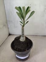 ENXERTO 12607 – 20cm (cor LM 741) - Imagem 2