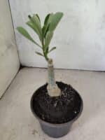 ENXERTO 12607 – 20cm (cor LM 741) - Imagem 4