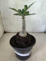 ENXERTO 12608 – 20cm (cor LM 1027) - Imagem 2