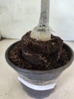 ENXERTO 12608 – 20cm (cor LM 1027) - Imagem 3