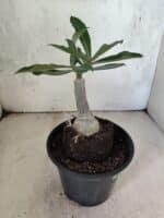 ENXERTO 12608 – 20cm (cor LM 1027) - Imagem 4