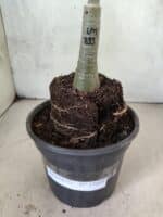 ENXERTO 12609 – 20cm (cor LM 833) - Imagem 3