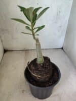 ENXERTO 12609 – 20cm (cor LM 833) - Imagem 4