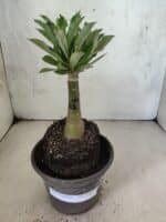 ENXERTO 12610 – 20cm (cor LM 1022) - Imagem 2