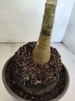 ENXERTO 12610 – 20cm (cor LM 1022) - Imagem 5