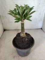 ENXERTO 12610 – 20cm (cor LM 1022) - Imagem 4