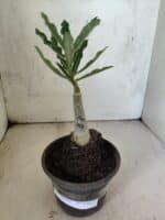 ENXERTO 12611 – 20cm (cor LM 971) - Imagem 2