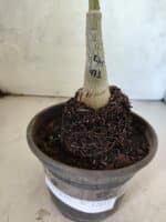 ENXERTO 12611 – 20cm (cor LM 971) - Imagem 3